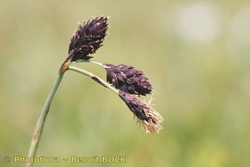 Taken Jul 15, 2009 by Photoflora - Benoit BOCK (©)