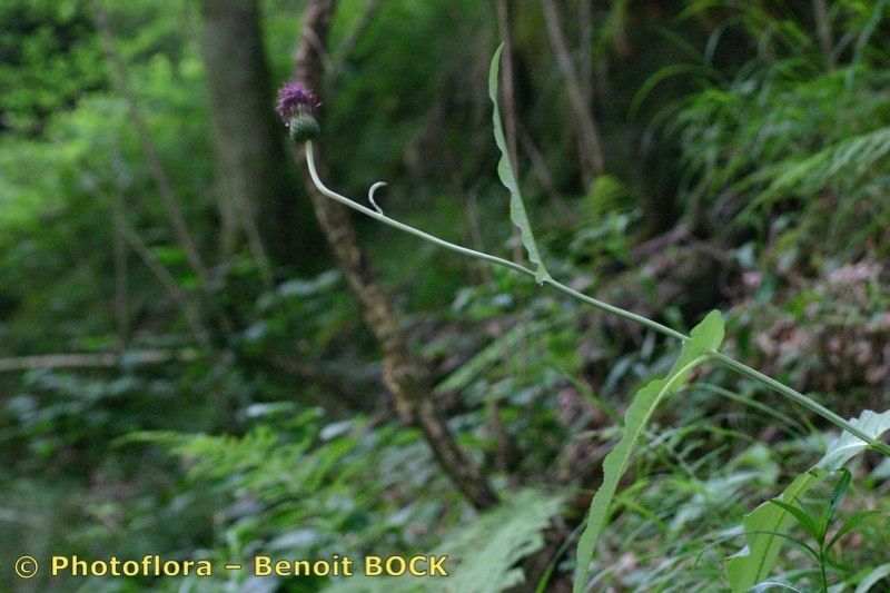 Taken Jul 15, 2004 by Photoflora - Benoit BOCK (©)