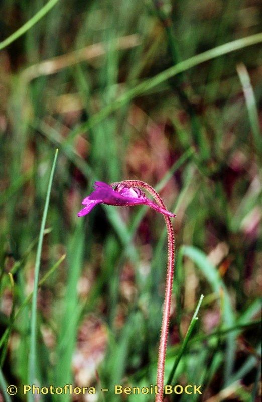 Taken Jul 15, 2000 by Photoflora - Benoit BOCK (©)