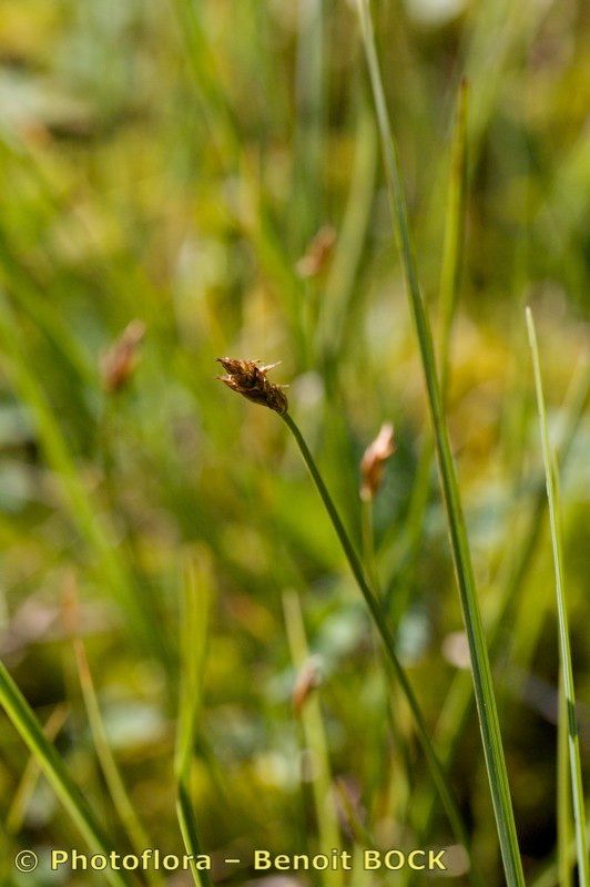 Taken Aug 15, 2010 by Photoflora - Benoit BOCK (©)