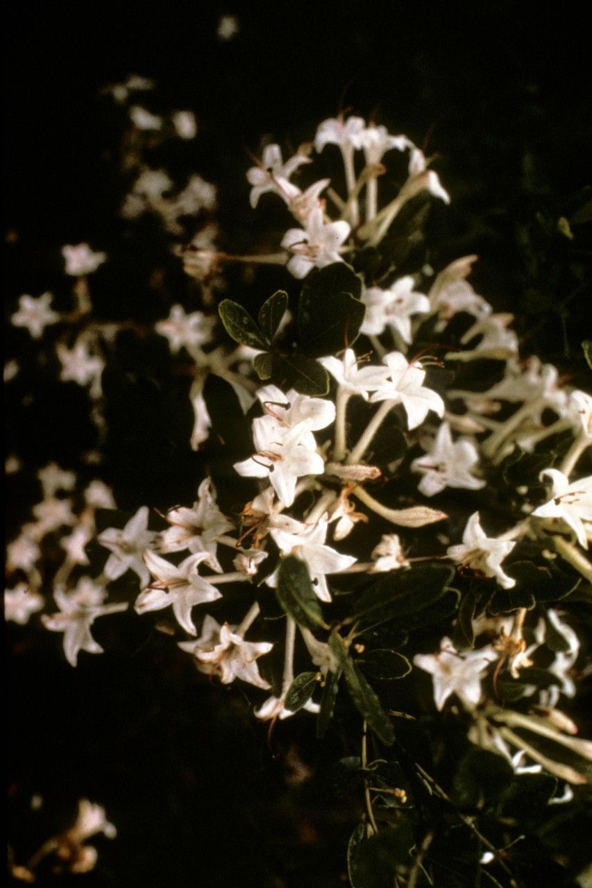 Taken Jan 1, 1900 by EOL − WVU Herbarium (cc-by-nc-sa)