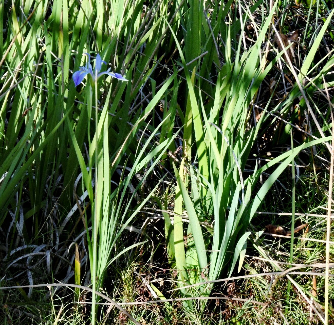 Flora Virginica