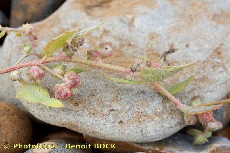 Taken Oct 15, 2014 by Photoflora - Benoit BOCK (©)