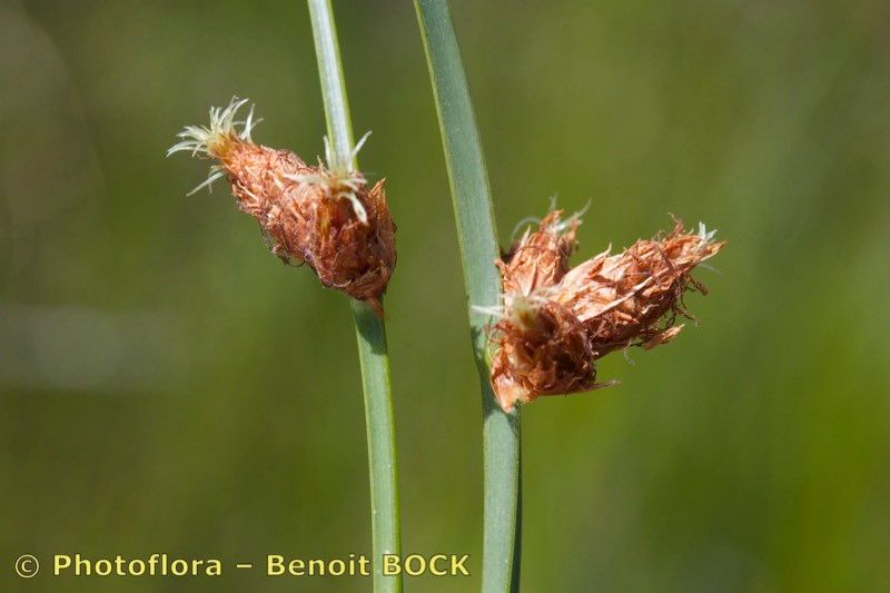 Taken Aug 15, 2015 by Photoflora - Benoit BOCK (©)