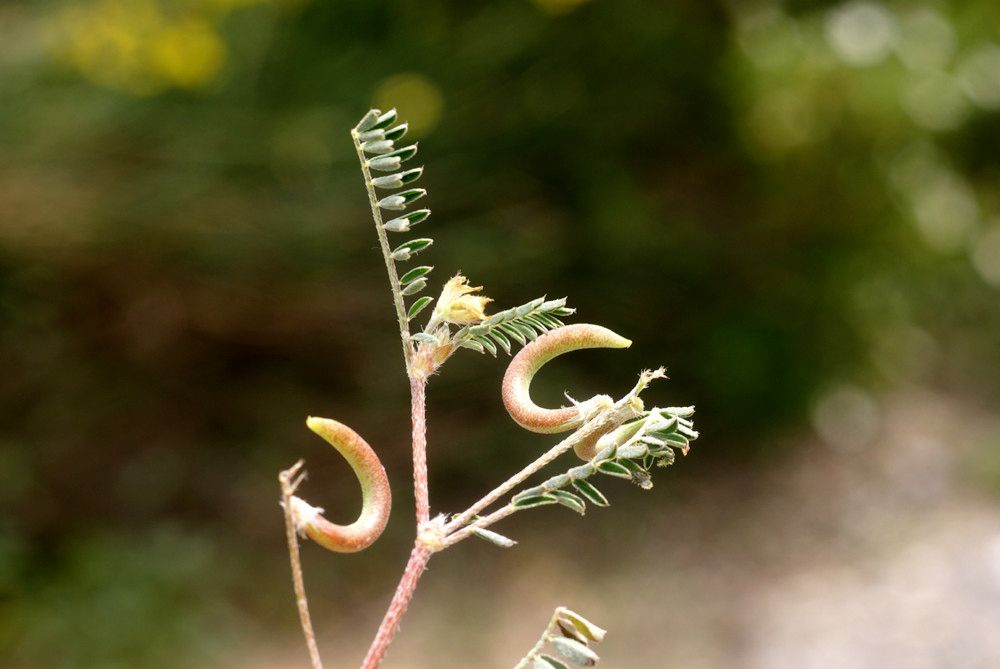 Taken May 11, 2010 by Tela Botanica − Liliane Roubaudi (cc-by-sa)