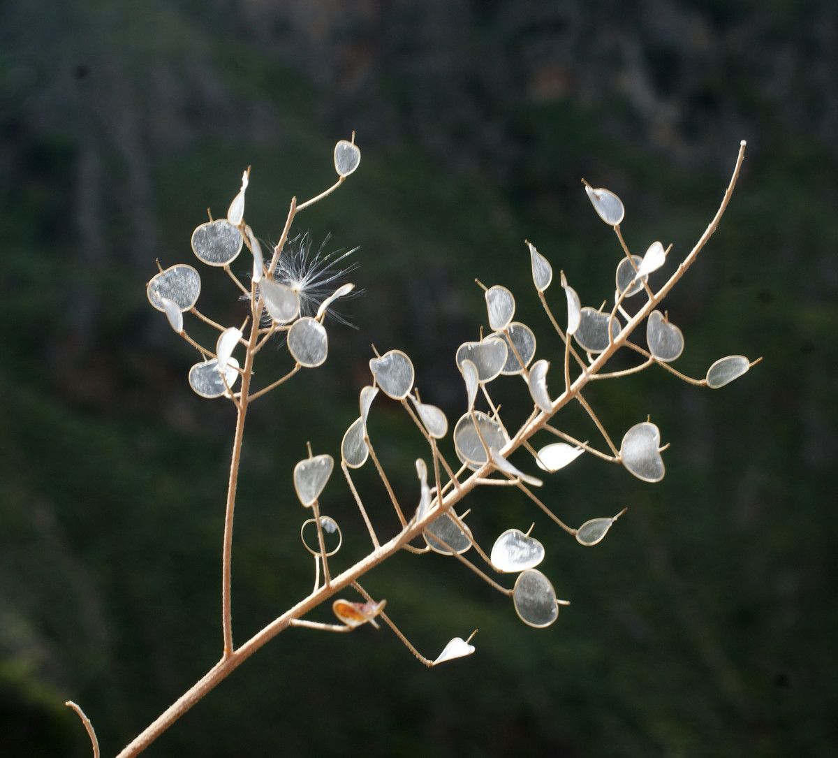 Taken Apr 28, 2014 by Tela Botanica − Liliane Roubaudi (cc-by-sa)