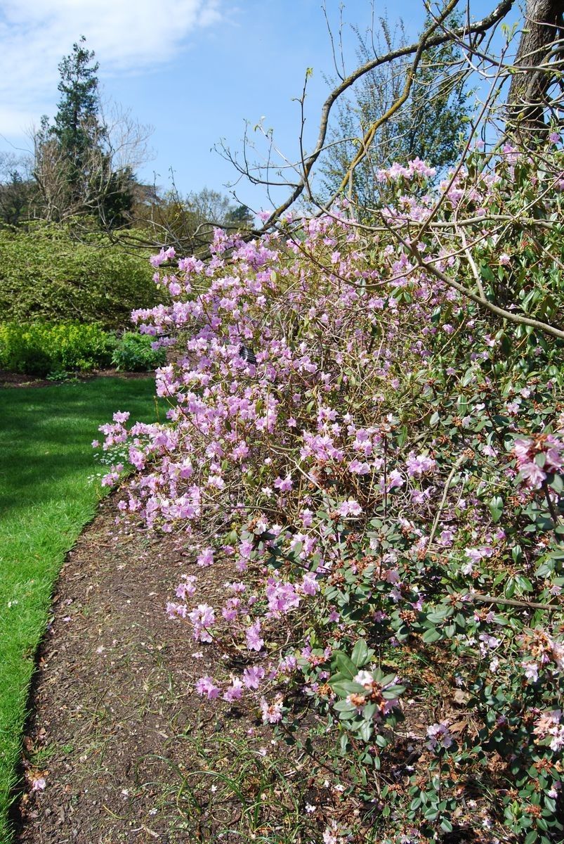 Taken May 8, 2013 by Royal Botanic Garden Edinburgh - Robyn Drinkwater (cc-by-nc)