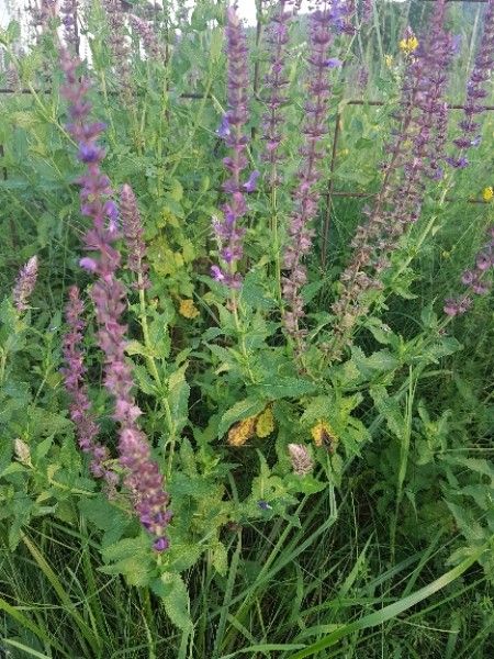 Meadow clary