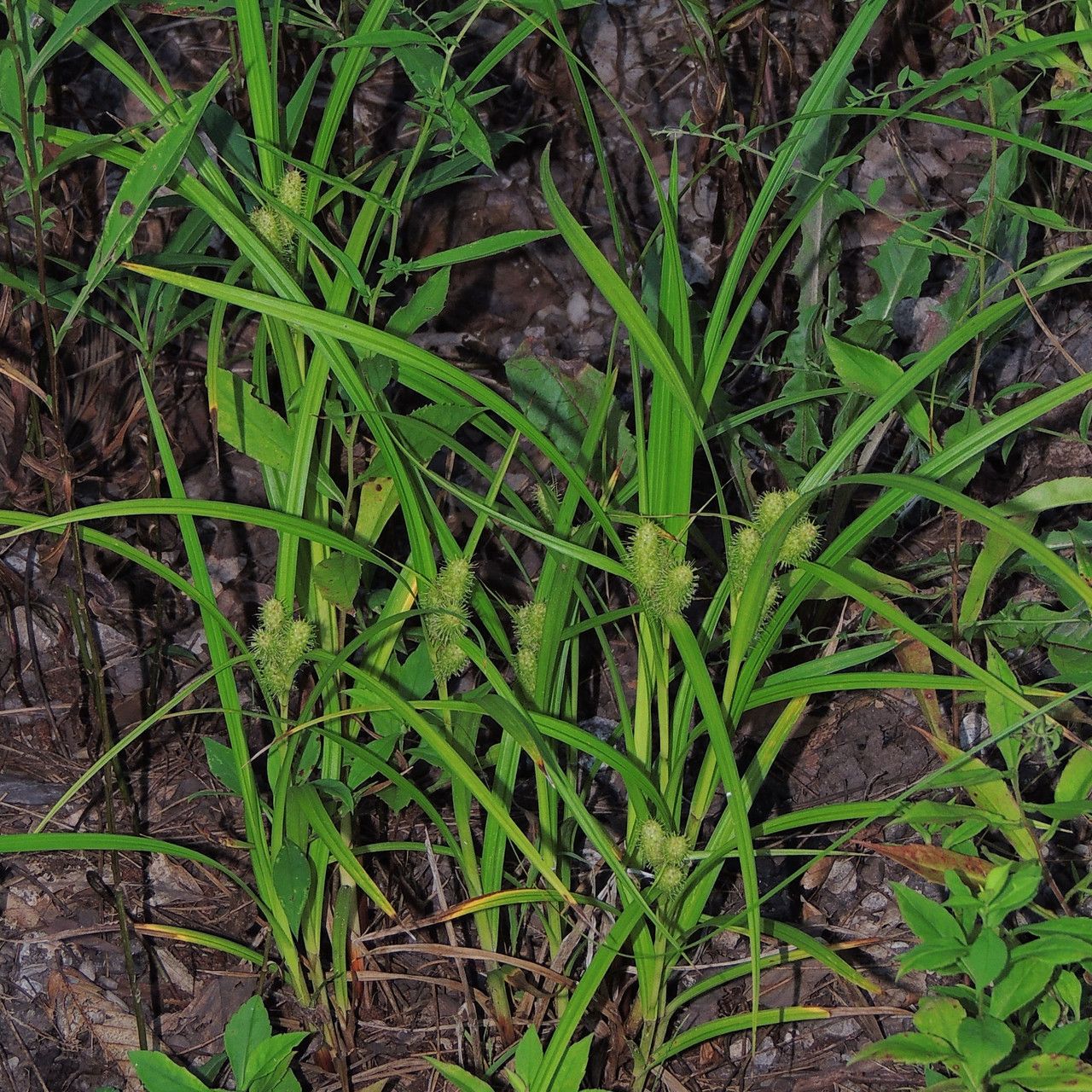 Plant Image 1