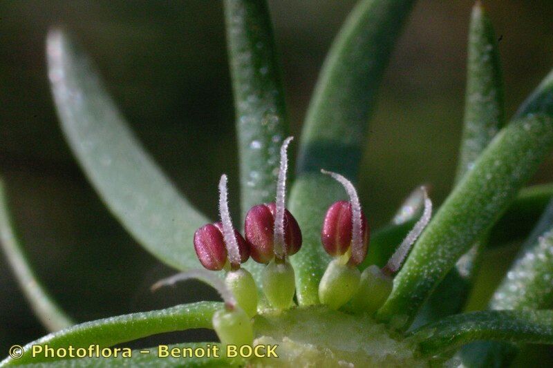 Taken May 15, 2004 by Photoflora - Benoit BOCK (©)