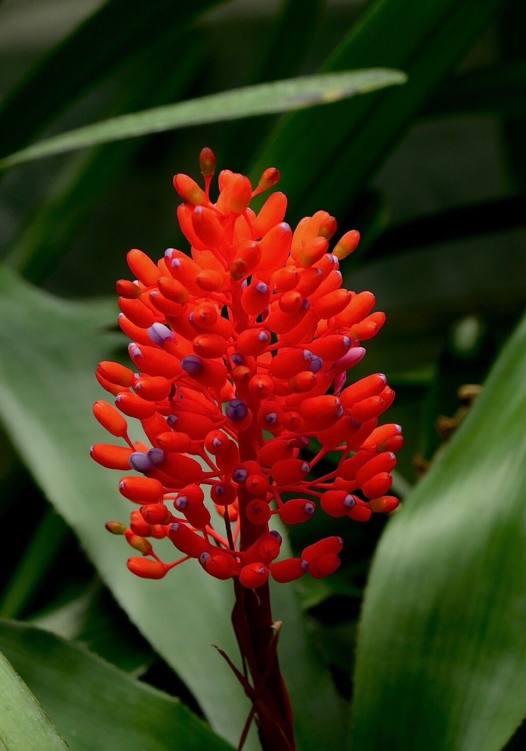 Observation: Aechmea fulgens Brongn. (Manuel v. Boer May 16, 2023 ...