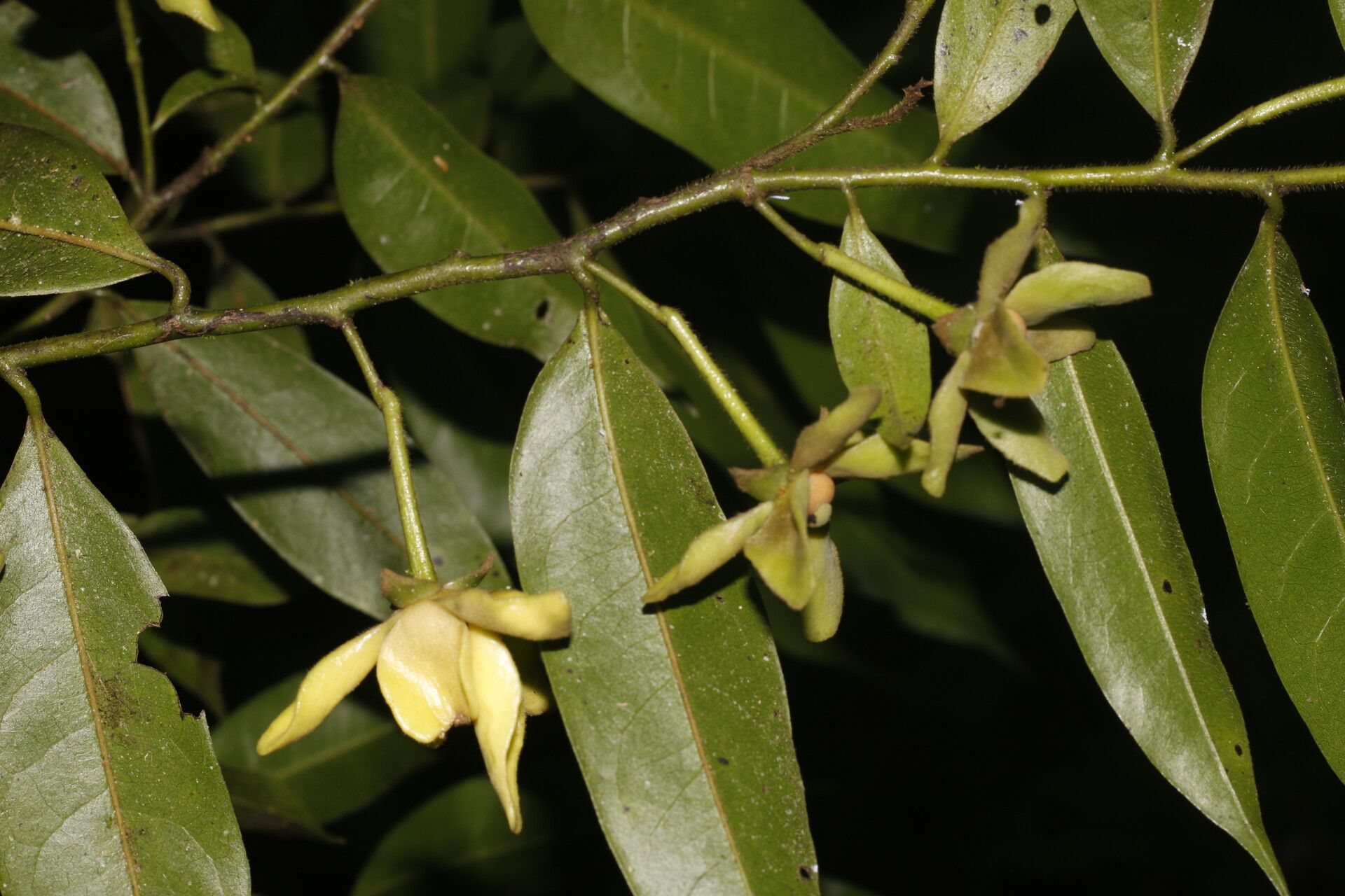 Guatteria dolichopoda Donn.Sm.