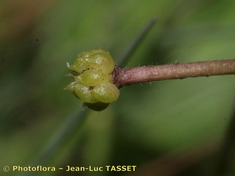 Taken Aug 15, 2011 by Photoflora - Jean-Luc TASSET (©)