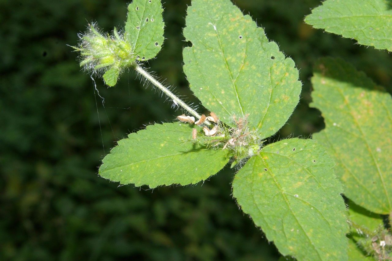 Neptunia plena (L.) Benth., Water sensitive (World flora) - Pl 