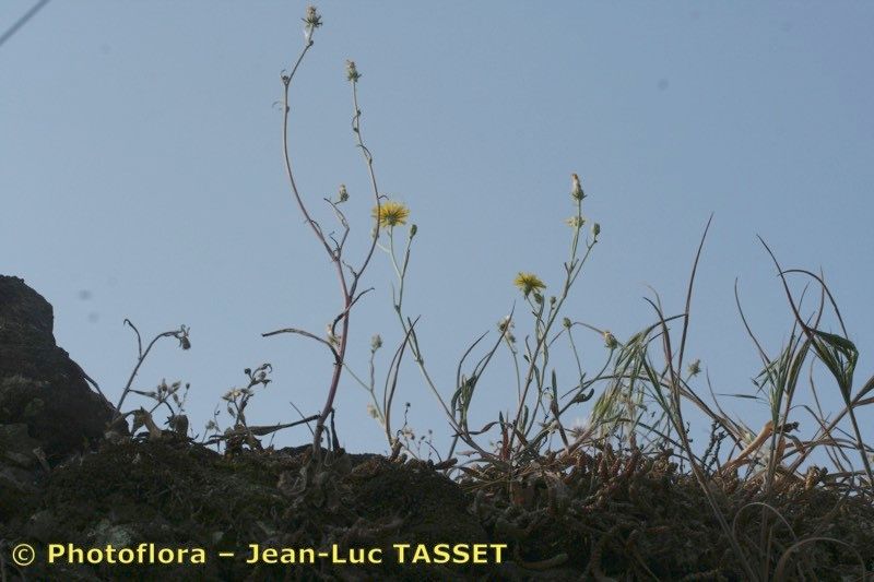 Taken Apr 15, 2007 by Photoflora - Jean-Luc TASSET (©)