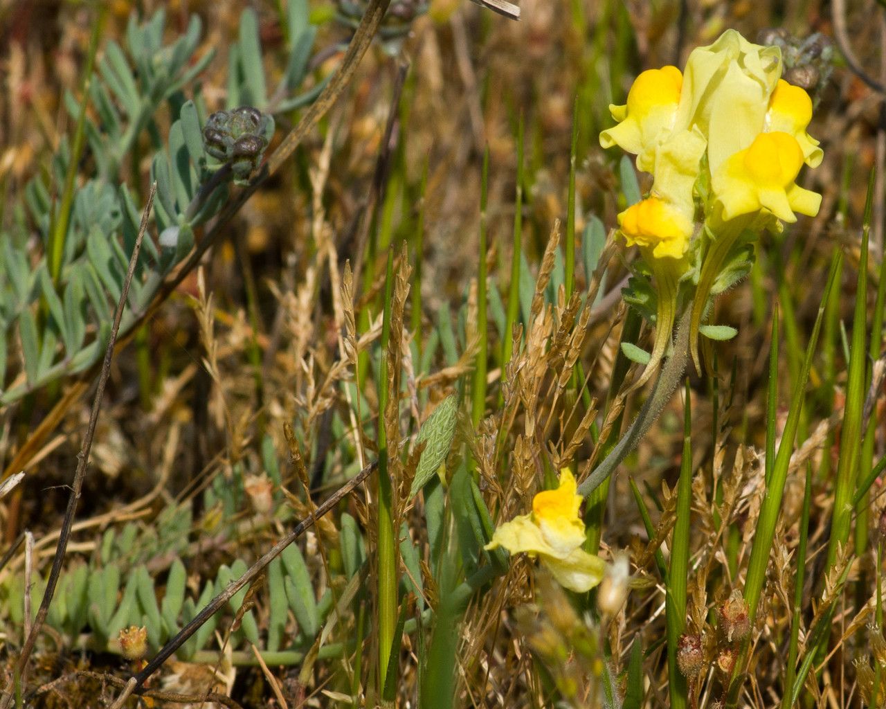 Taken Apr 23, 2010 by Tela Botanica − Jean-Jacques HOUDRÉ (cc-by-sa)