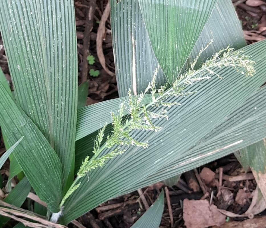 setaria palmifolia