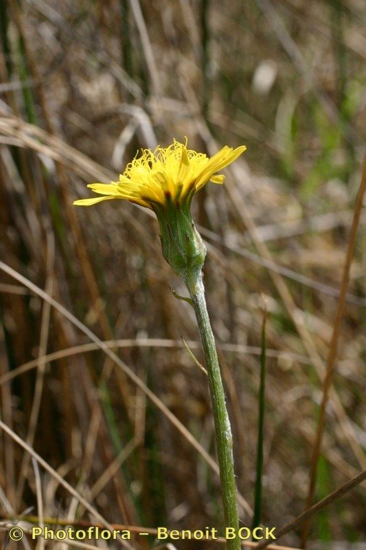 Taken Aug 15, 2005 by Photoflora - Benoit BOCK (©)