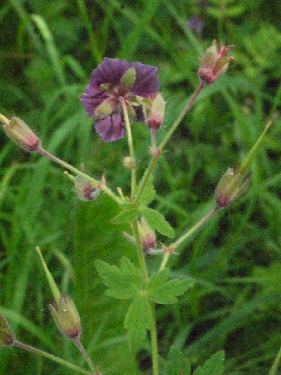 Taken Jul 8, 2013 by Tela Botanica − Liliane Roubaudi (cc-by-sa)