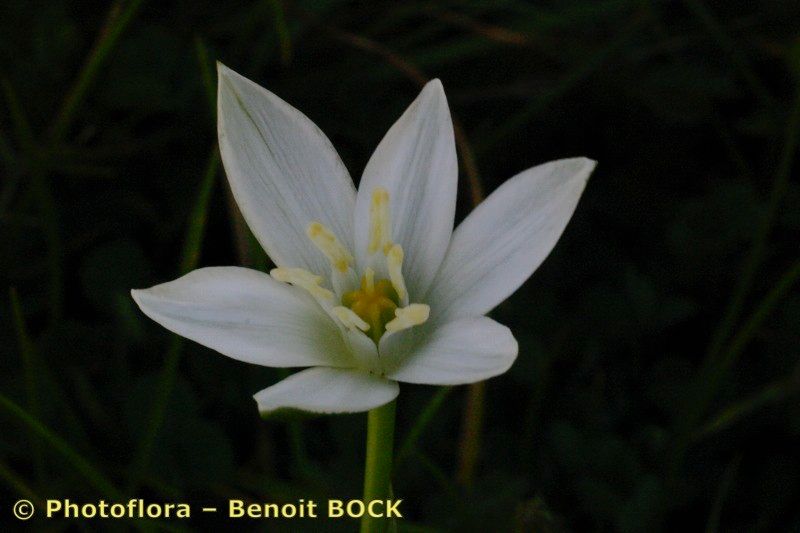 Taken Apr 15, 2004 by Photoflora - Benoit BOCK (©)