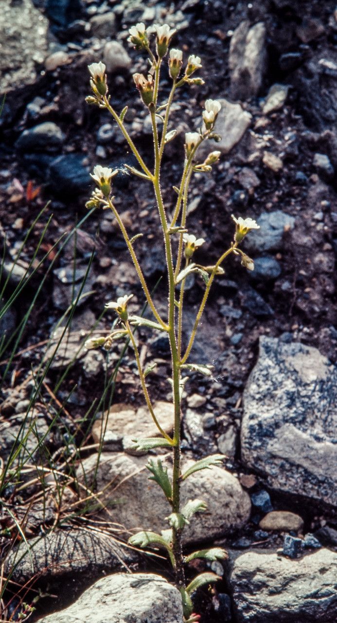 Taken Jul 11, 1997 by Andrew Gagg (cc-by-sa)