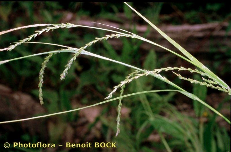 Taken Aug 15, 2002 by Photoflora - Benoit BOCK (©)