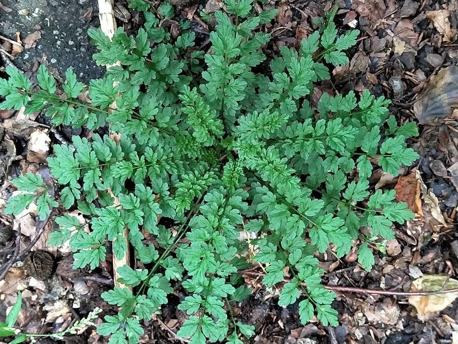 Narrow-leaf bittercress