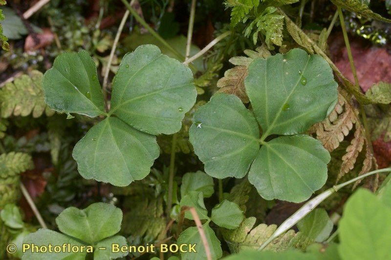 Taken Jul 15, 2019 by Photoflora - Benoit BOCK (©)