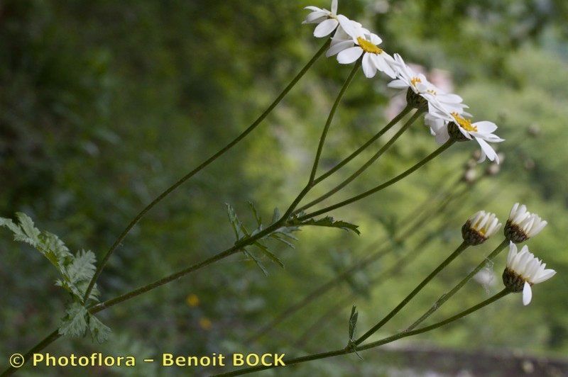 Taken May 15, 2012 by Photoflora - Benoit BOCK (©)