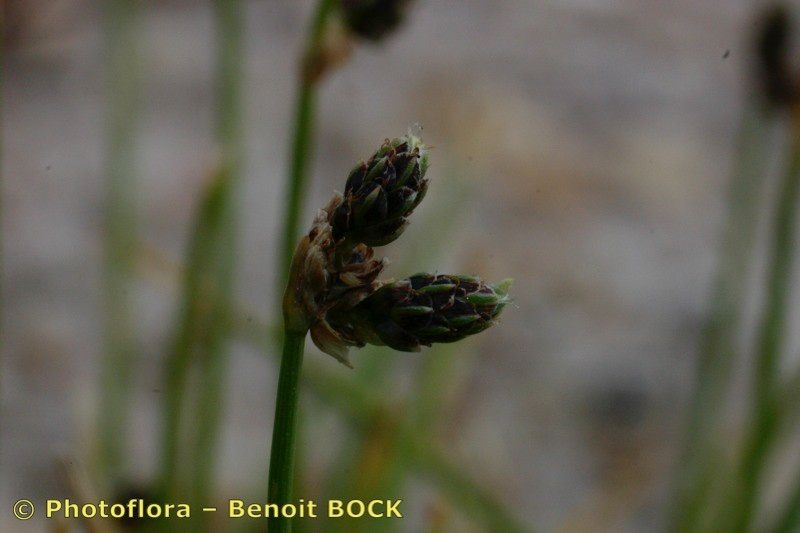 Taken Jul 15, 2004 by Photoflora - Benoit BOCK (©)