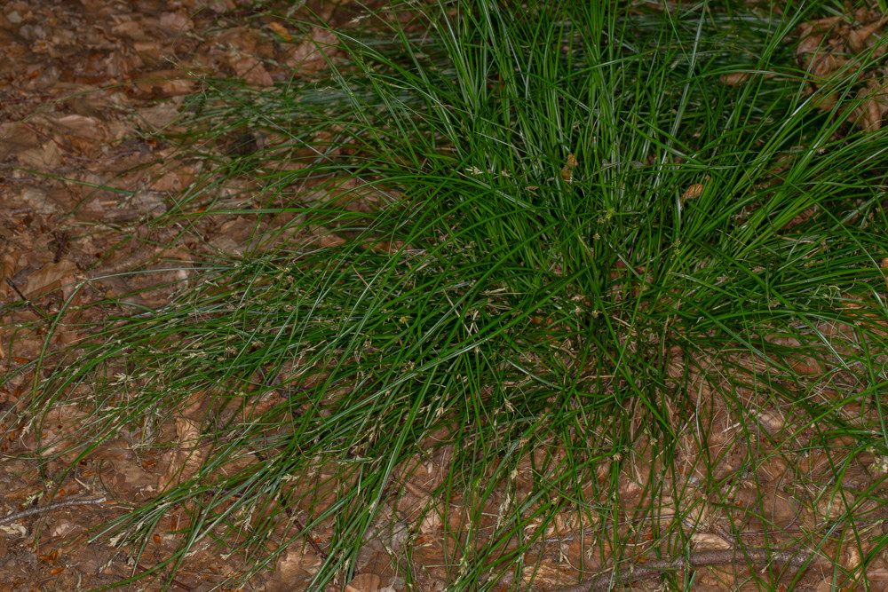 Remote sedge