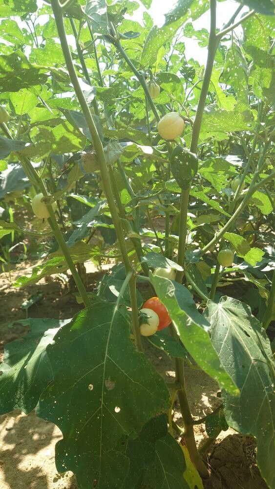 Brazilian Scarlet Eggplant, Solanum gilo, 20 seeds, showy plants