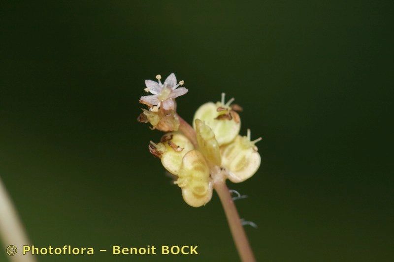 Taken Aug 15, 2008 by Photoflora - Benoit BOCK (©)