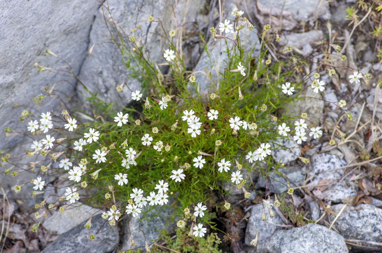 Taken Jun 23, 2014 by Tela Botanica − Jean-Jacques HOUDRÉ (cc-by-sa)