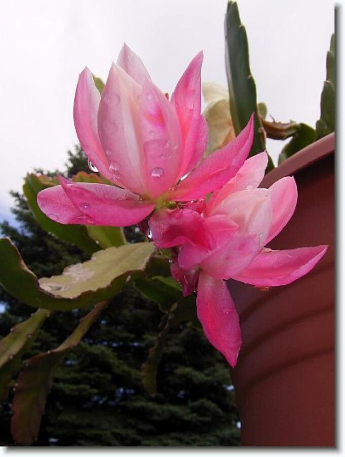 Disocactus phyllanthoides (DC.) Barthlott, Cactus (World flora) - Pl ...