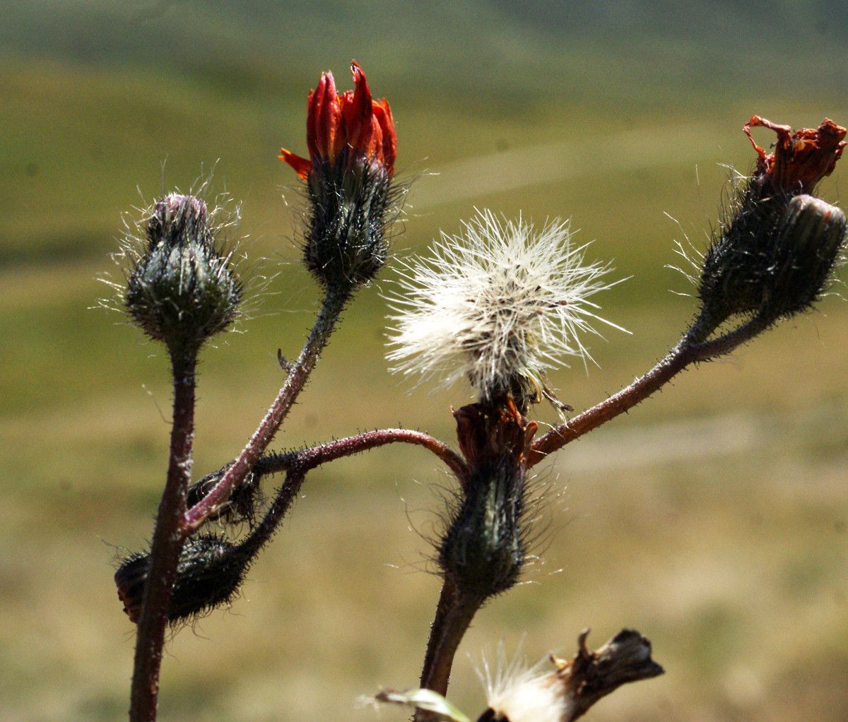 Taken Aug 21, 2014 by Tela Botanica − Liliane Roubaudi (cc-by-sa)