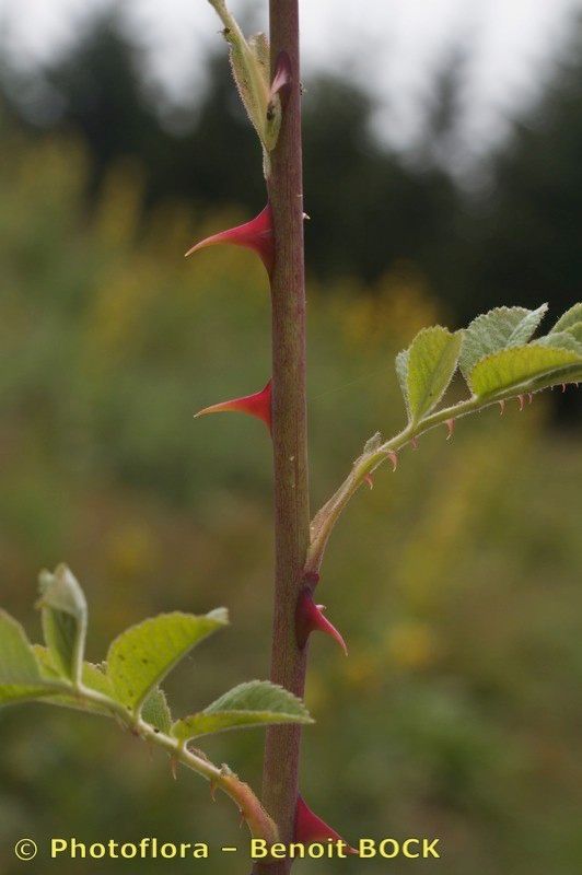 Taken Jul 15, 2011 by Photoflora - Benoit BOCK (©)