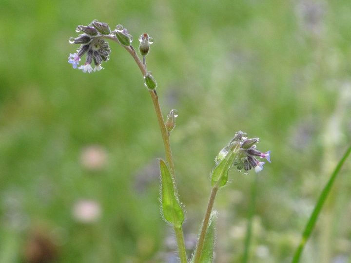 Taken May 11, 2016 by Tela Botanica − Bruno MACÉ (cc-by-sa)