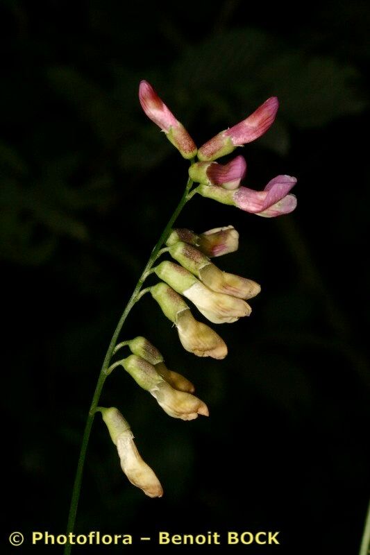 Taken Jul 15, 2007 by Photoflora - Benoit BOCK (©)