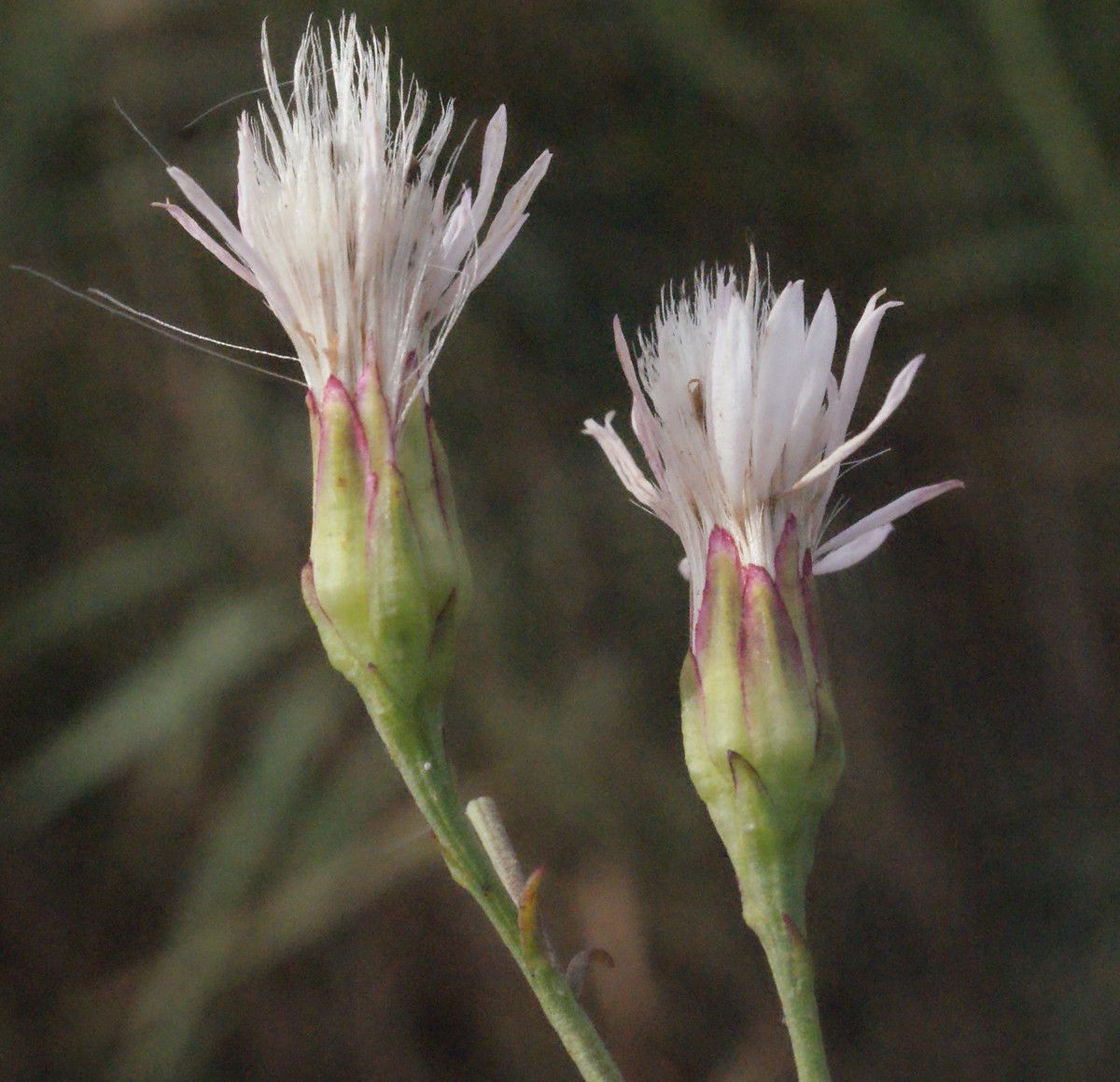 Taken Sep 21, 2014 by Tela Botanica − Liliane Roubaudi (cc-by-sa)