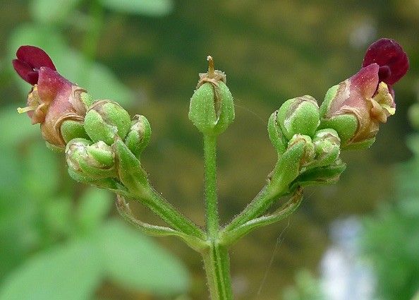 Taken Jun 30, 2013 by Tela Botanica − Bertrand BUI (cc-by-sa)