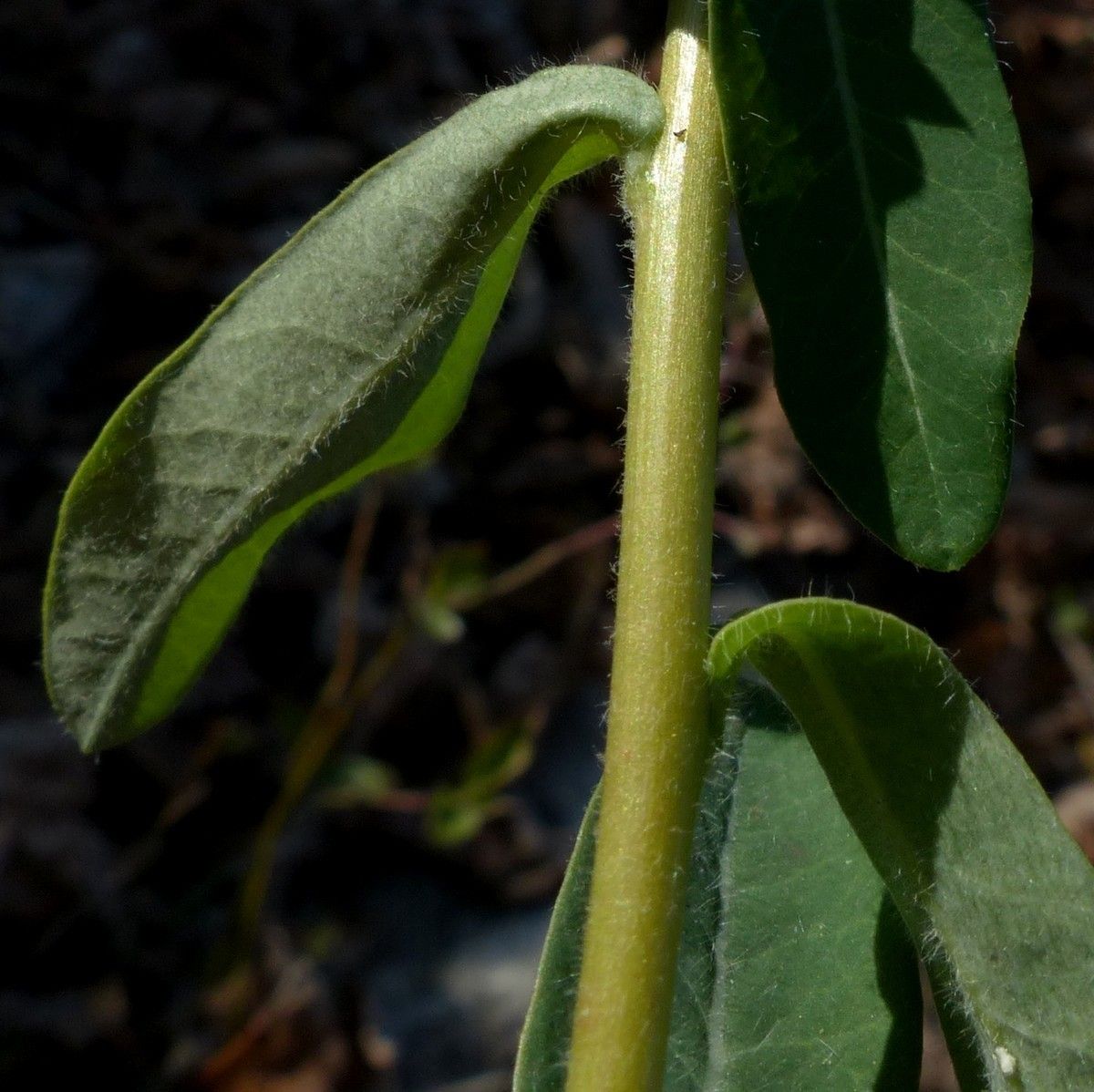 Taken Apr 13, 2019 by Tela Botanica − Jean-Claude Bouzat (cc-by-sa)