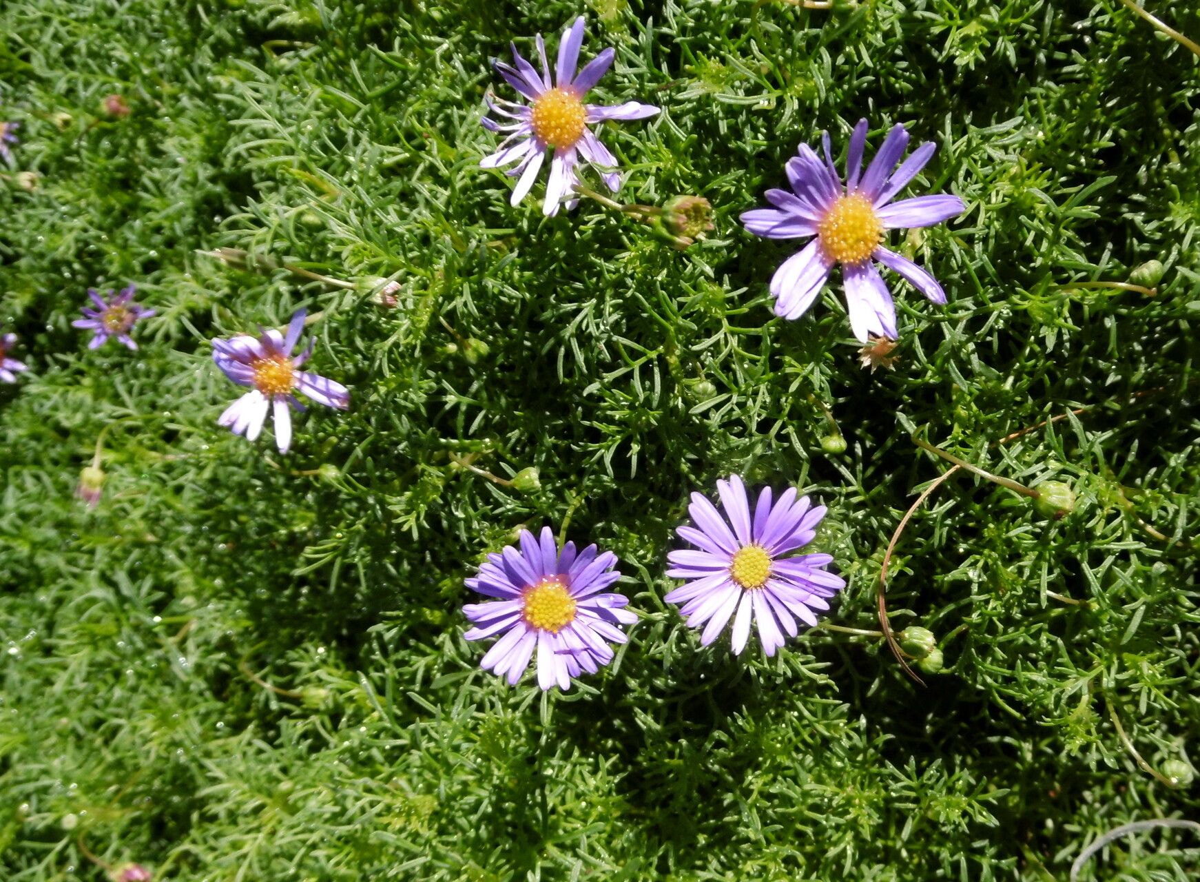 Brachyscome multifida DC., Cut-leaf daisy (World flora) - Pl@ntNet identify