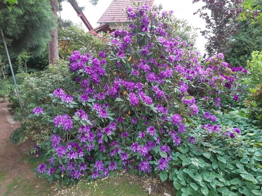 Pontian rhododendron