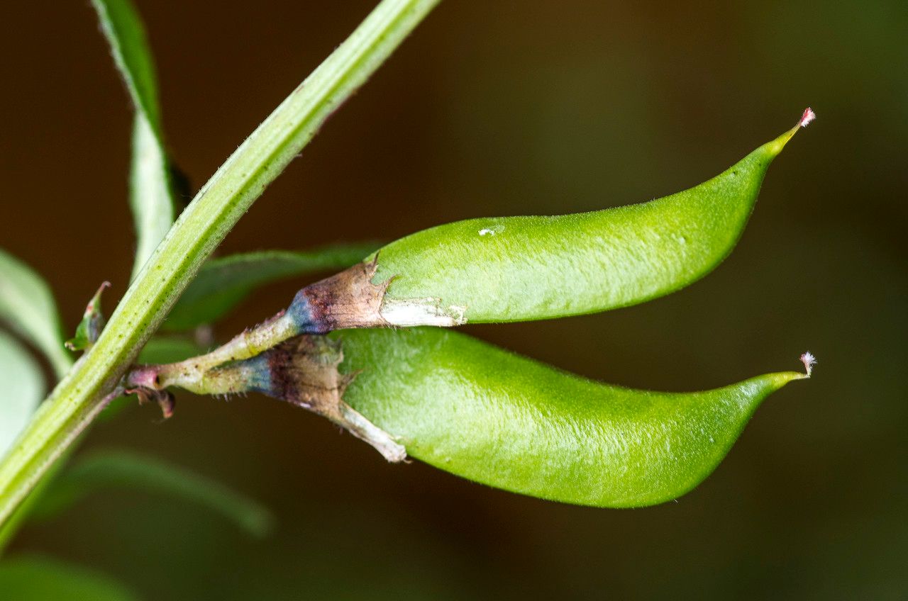 Taken Aug 8, 2014 by Tela Botanica − Jean-Jacques HOUDRÉ (cc-by-sa)