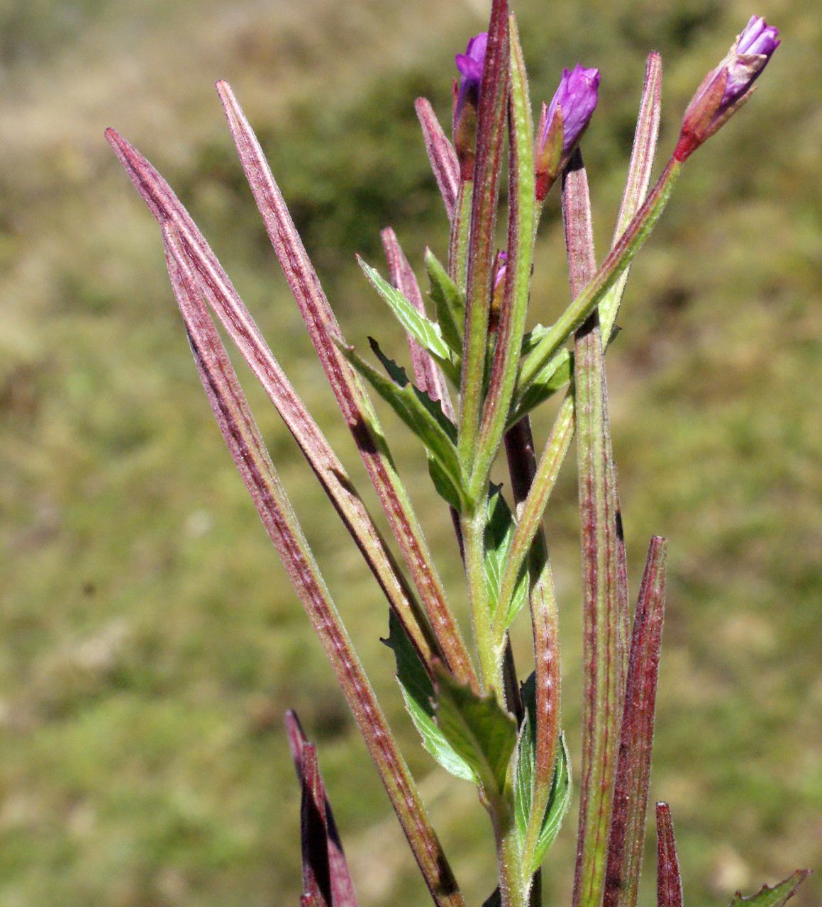 Taken Aug 21, 2014 by Tela Botanica − Liliane Roubaudi (cc-by-sa)