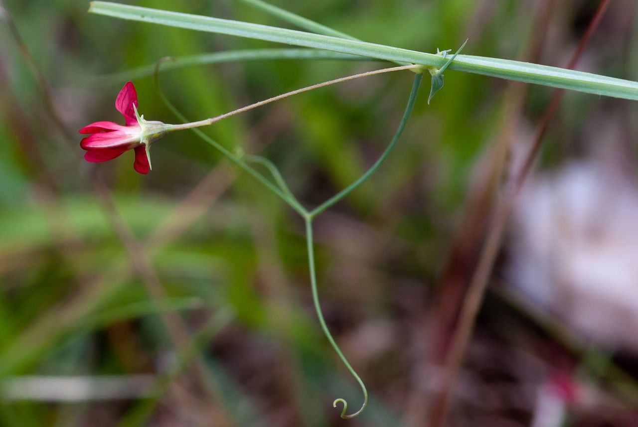 Taken May 14, 2010 by Tela Botanica − Jean-Jacques HOUDRÉ (cc-by-sa)