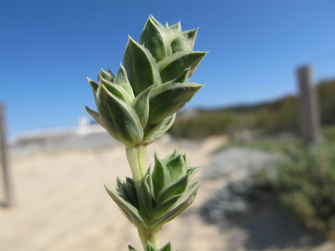 Taken May 13, 2014 by Tela Botanica − Hugues TINGUY (cc-by-sa)