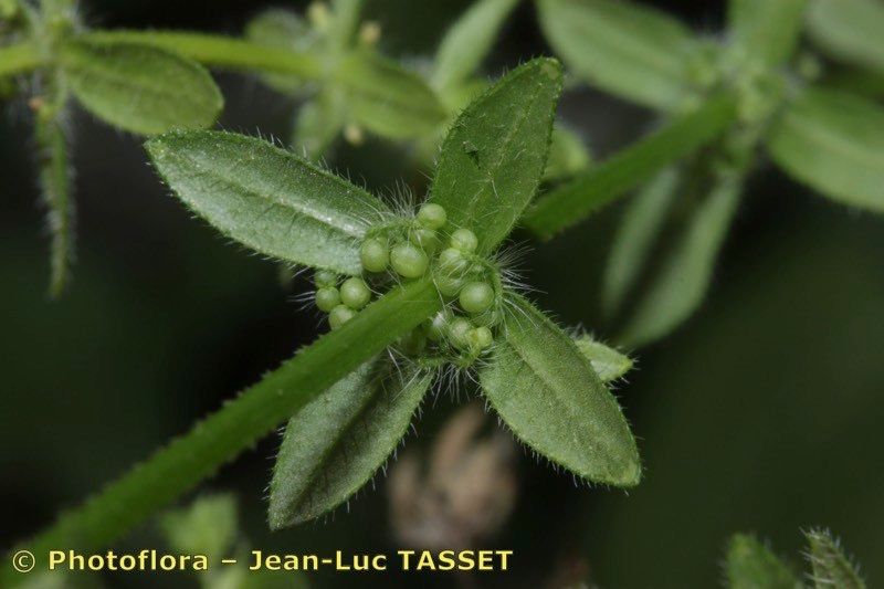 Taken Jul 15, 2013 by Photoflora - Jean-Luc TASSET (©)