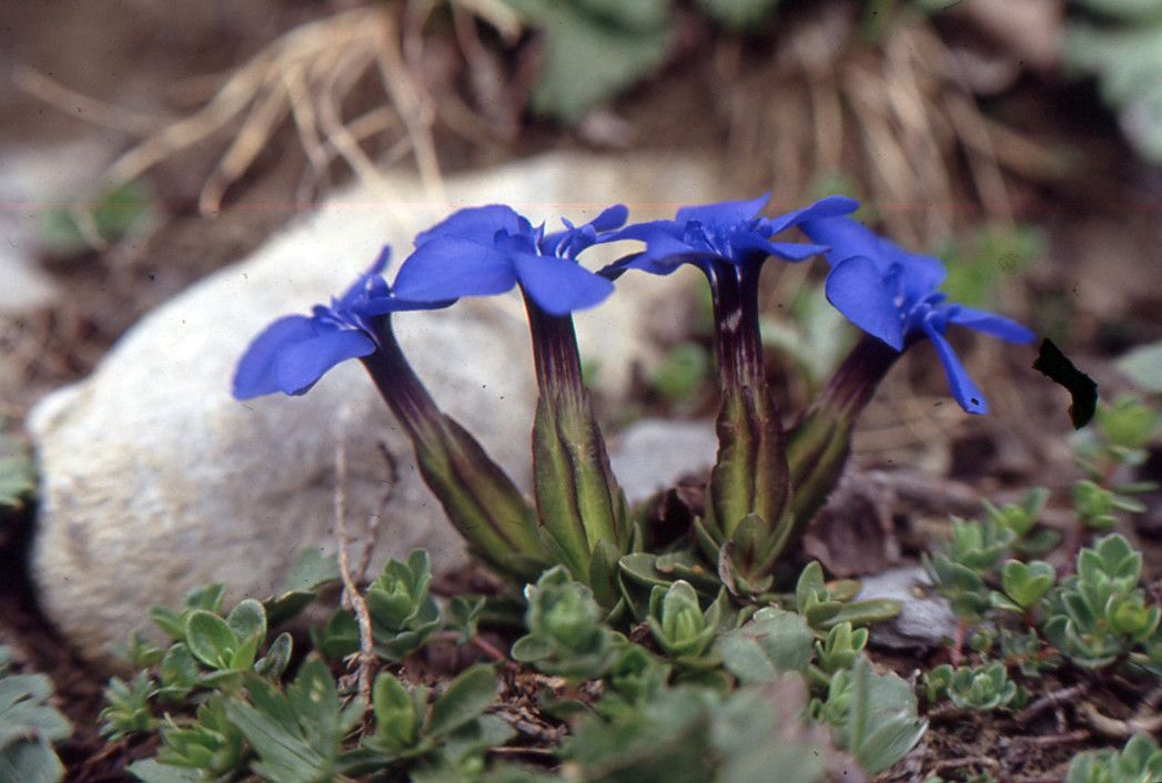 Taken Jul 2, 1999 by Tela Botanica − Liliane ROUBAUDI (cc-by-sa)